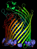 Image of a prokaryotic beta-barrel membrane protein with the backbone shown as a ribbon and 
 the aromatic residues lining the end of the barrel shown as spacefilled spheres. Viewed from the side.