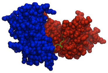 Structure of RSV M protein