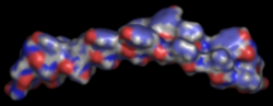 An image showing the structure of one of our peptides - long, narrow and slightly curved
