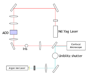 A diagram of the experimental setup for tweezing multiple liposomes