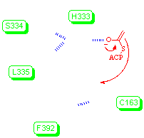 the mechanism of acyl transfer